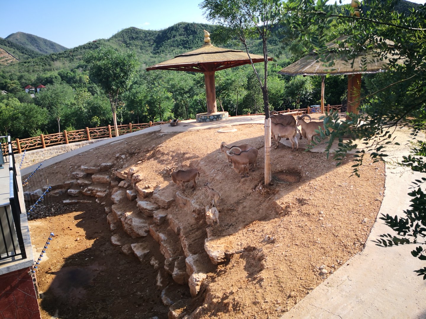 Barbary sheep exhibition