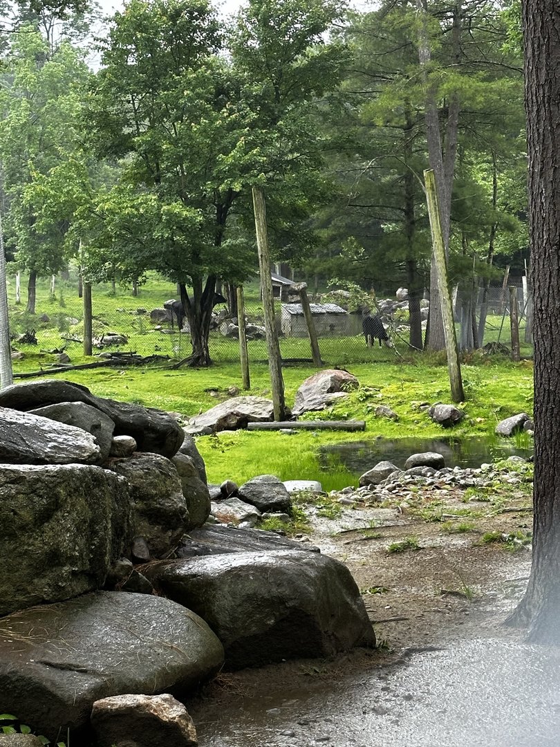 Barbary Sheep Habitat