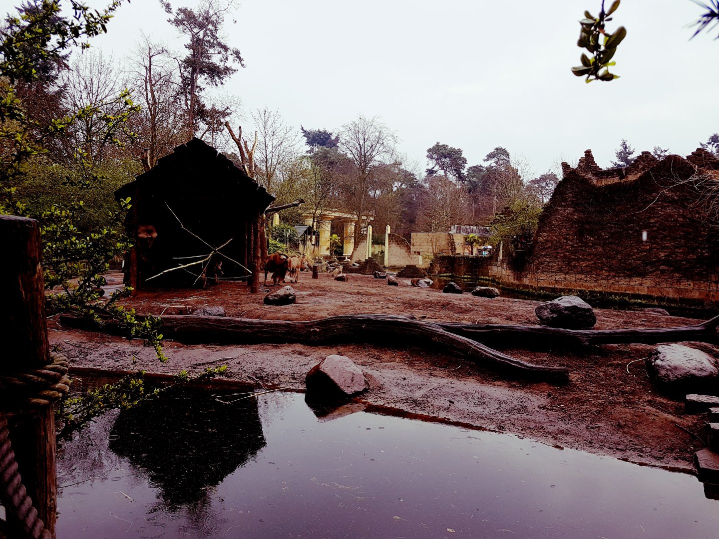 Barbary sheep - Hamadryas baboon enclosure