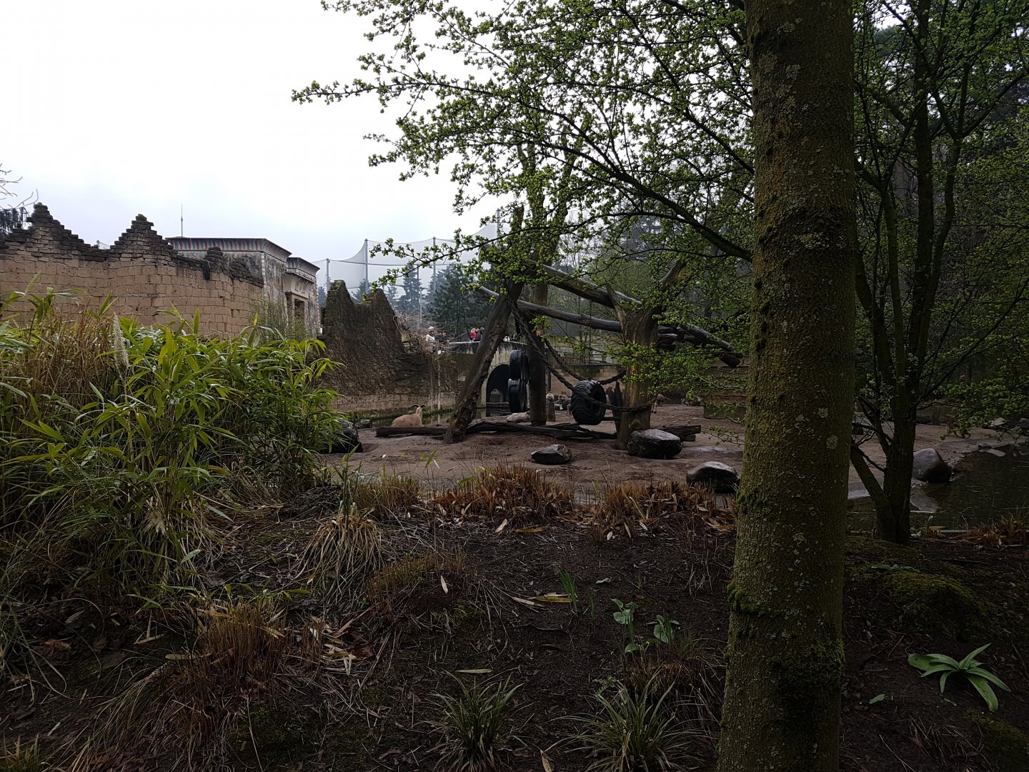 Barbary sheep - Hamadryas baboon enclosure