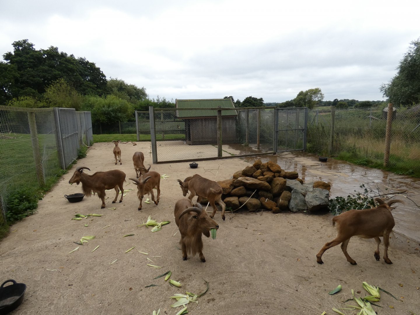 Barbary sheep hard-standing enclosure
