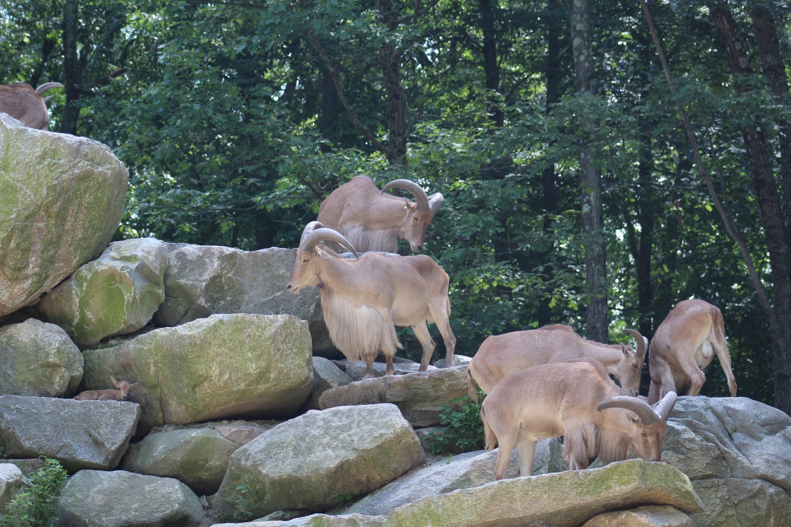 Barbary Sheep Herd