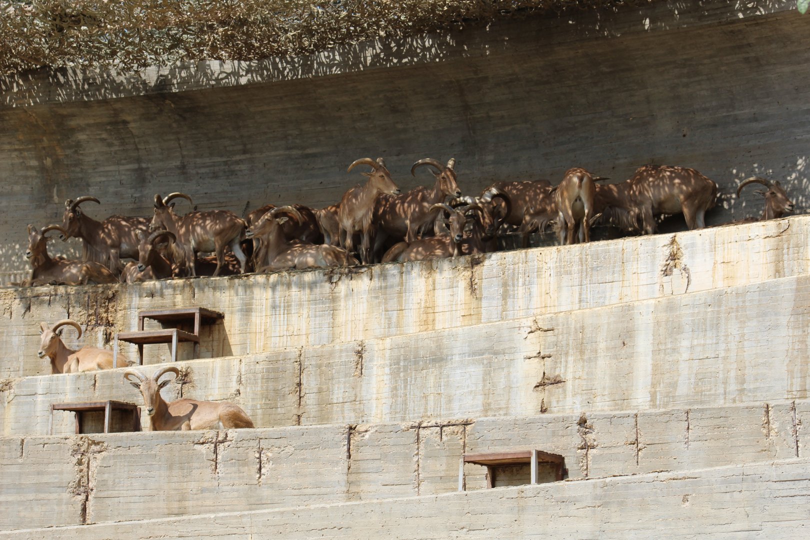 Barbary Sheep Herd