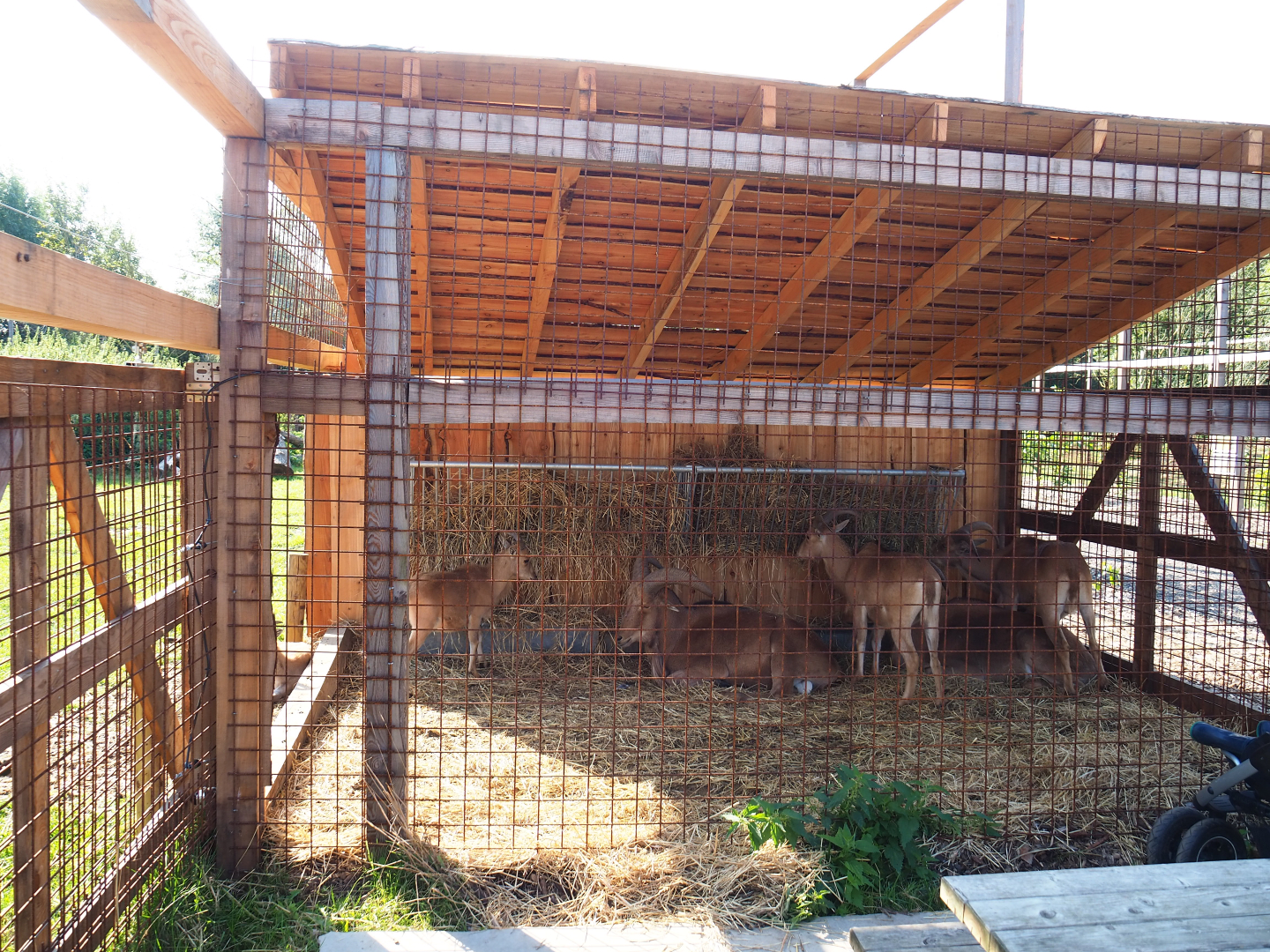 Barbary sheep holding area and shelter, 2020-09-12