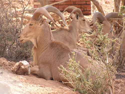 Barbary Sheep in Antalya Zoo