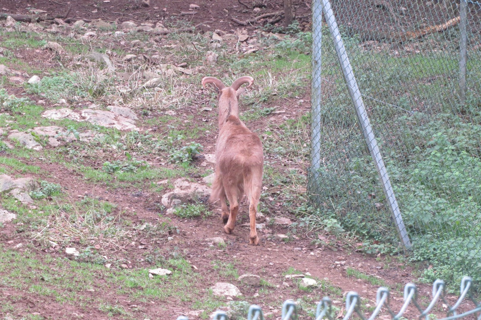Barbary sheep in Tur enclosure 050119