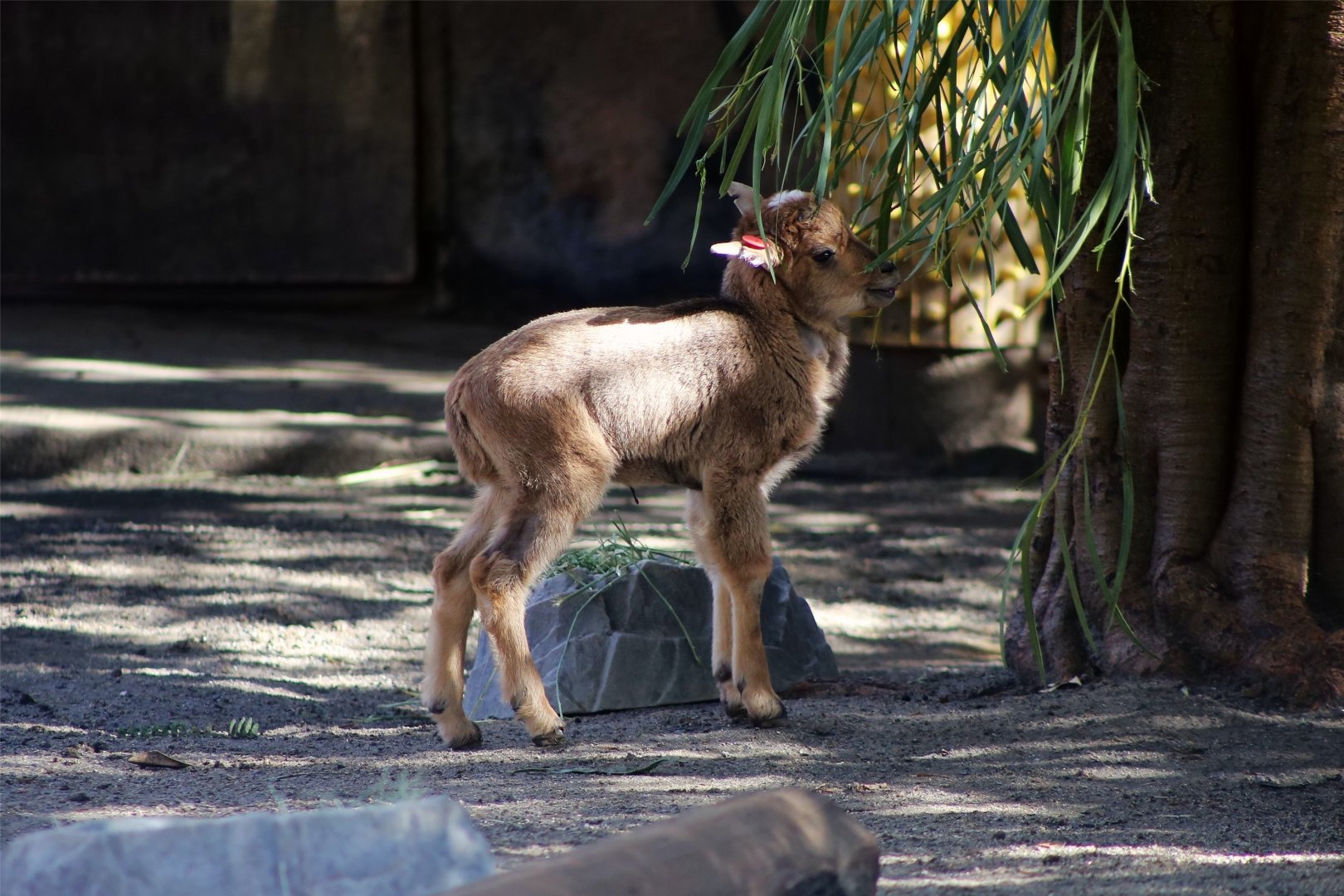 Barbary sheep lamb