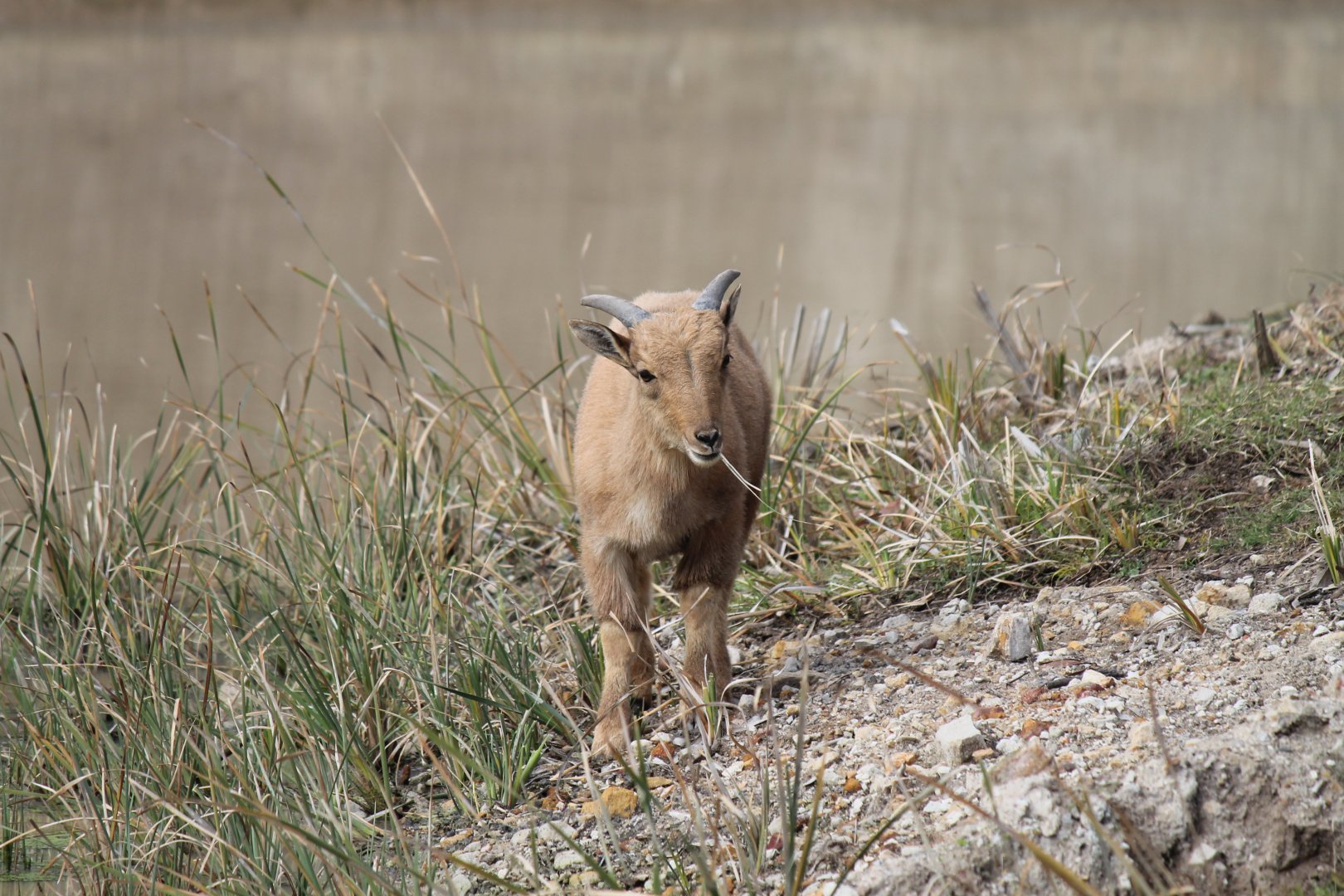 Barbary Sheep lamb