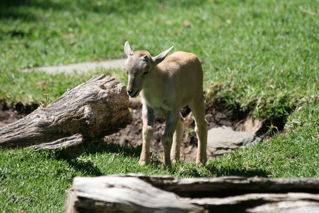 Barbary Sheep lamb