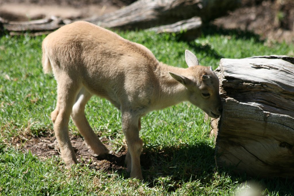 Barbary Sheep lamb