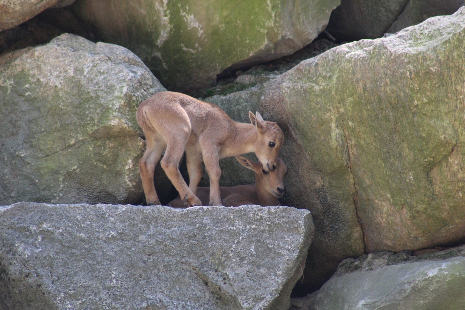 Barbary Sheep Lambs