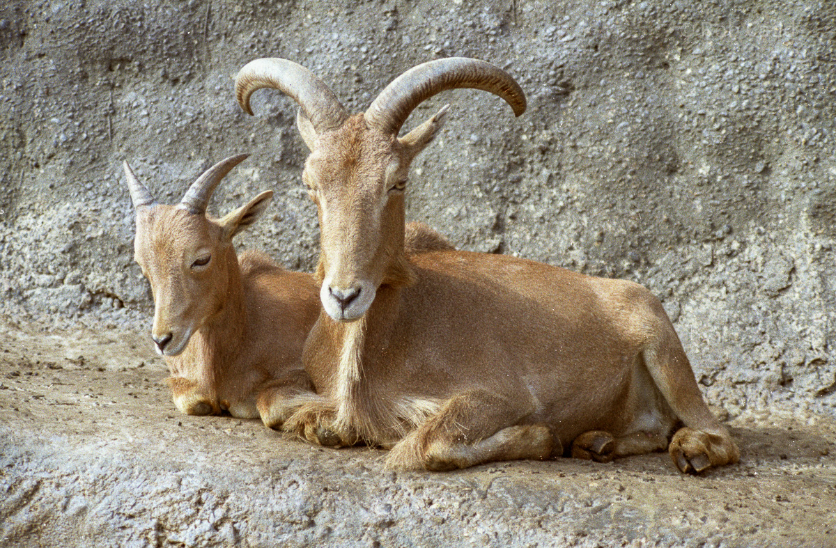 Barbary sheep : London : 1983