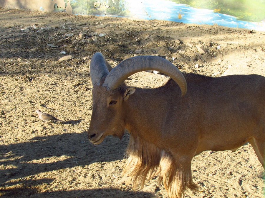barbary sheep-Mashhad zoo