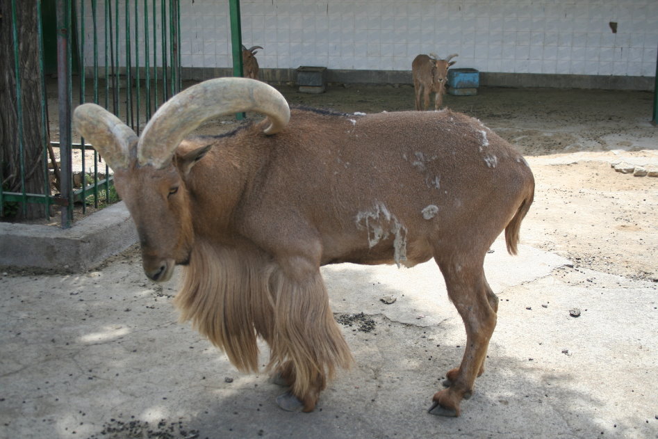 barbary sheep (mashhad zoo)