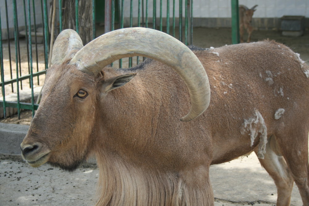 barbary sheep (mashhad zoo)