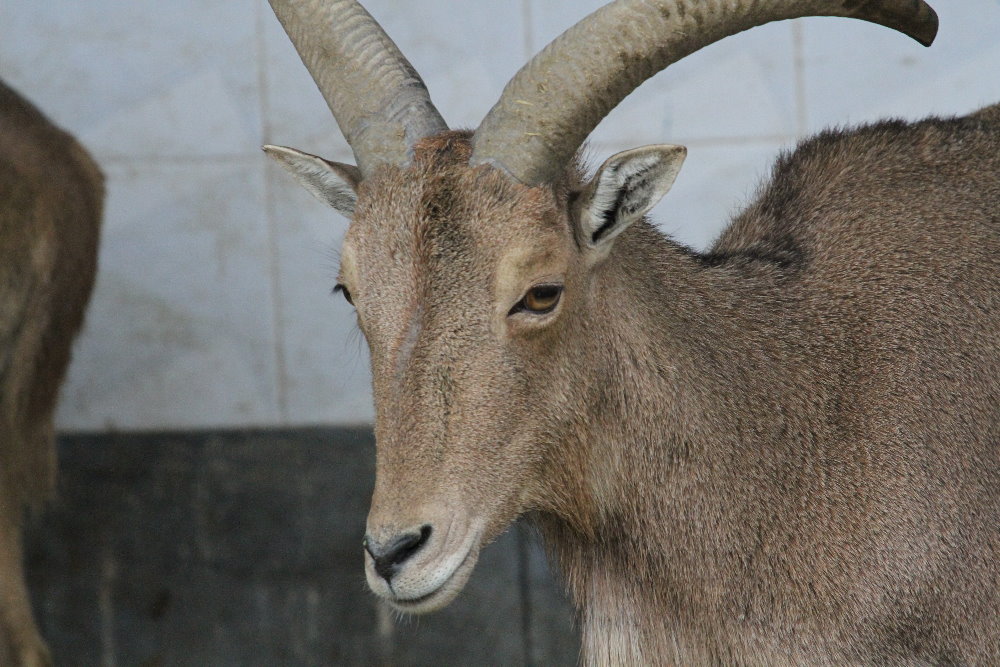 barbary sheep (Mashhad zoo)