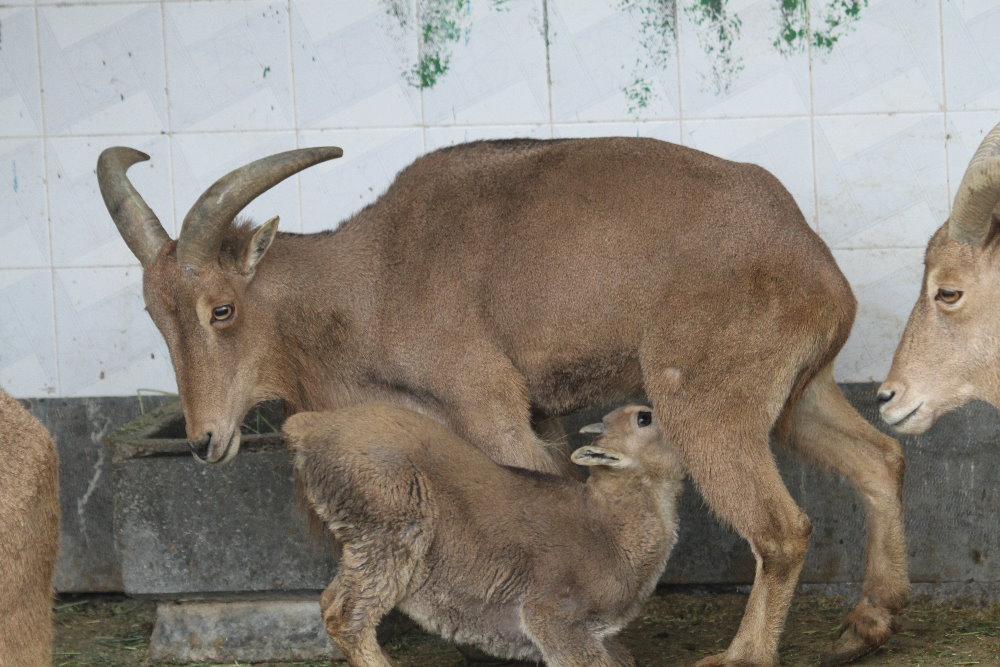 barbary sheep (Mashhad zoo)
