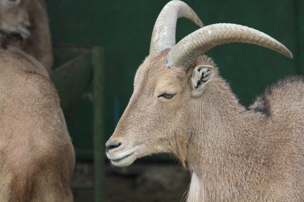 barbary sheep (Mashhad zoo)