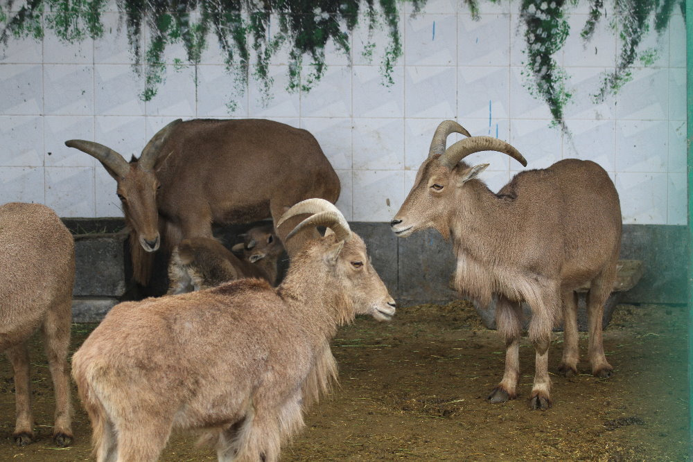 barbary sheep (Mashhad zoo)