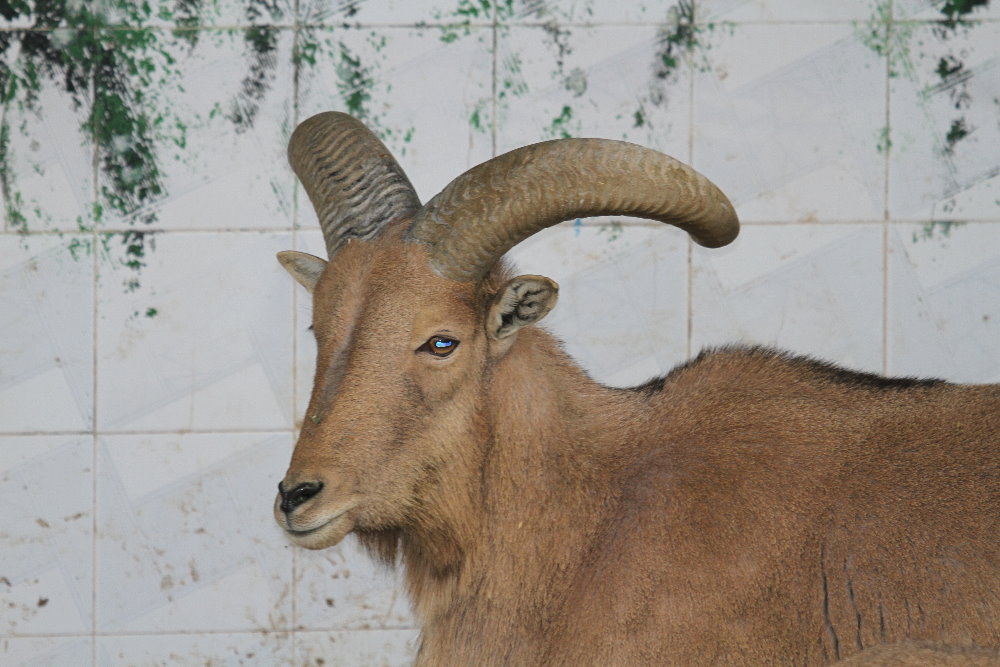 barbary sheep(Mashhad zoo)