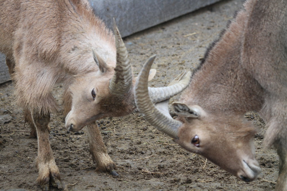 barbary sheep(Mashhad zoo)