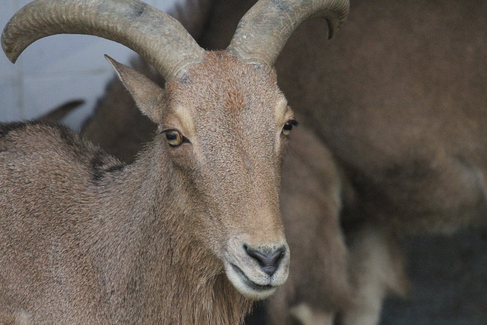 barbary sheep (Mashhad zoo)