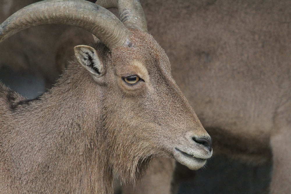 barbary sheep (Mashhad zoo)