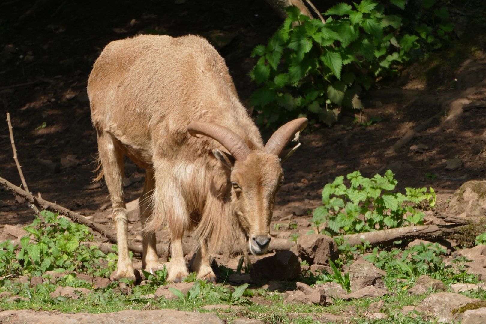 Barbary sheep, May 2018