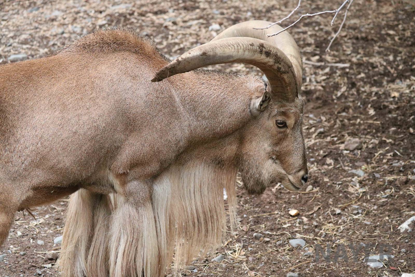 Barbary sheep - Mendoza Zoo, April 2016