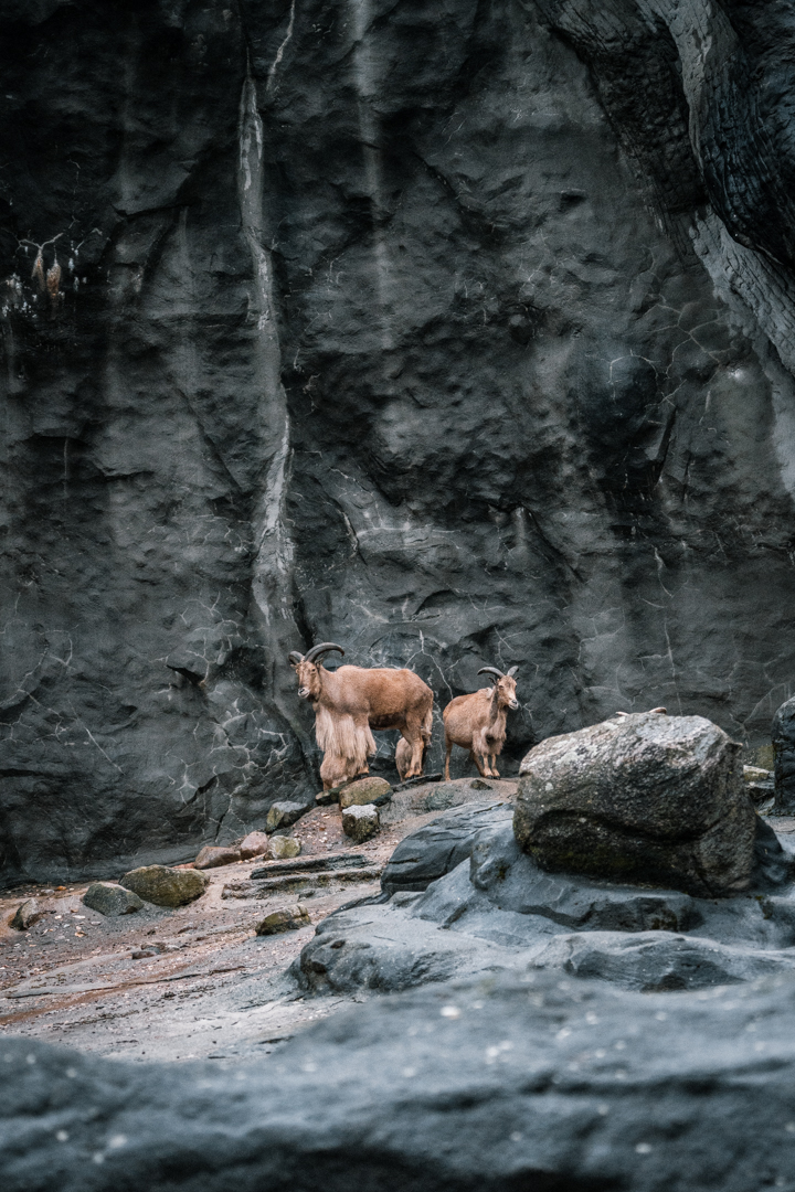 Barbary Sheep mountain
