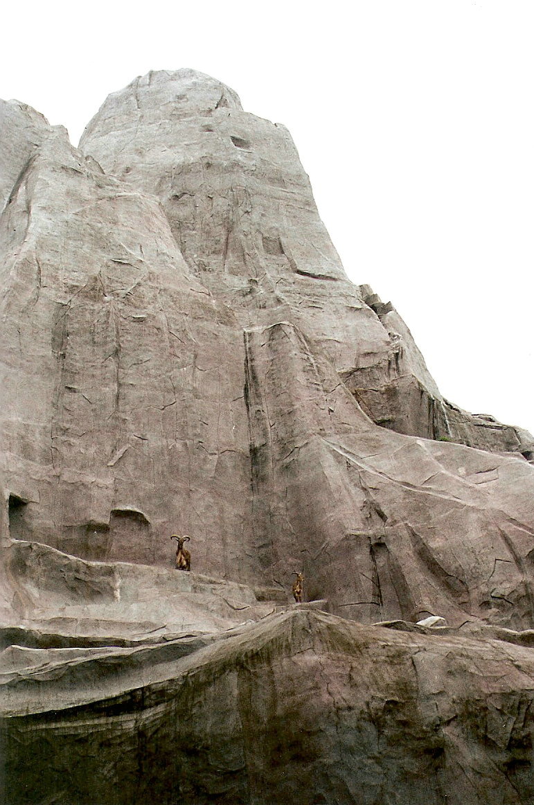 Barbary Sheep on the Grand Rocher at Vincennes 2002