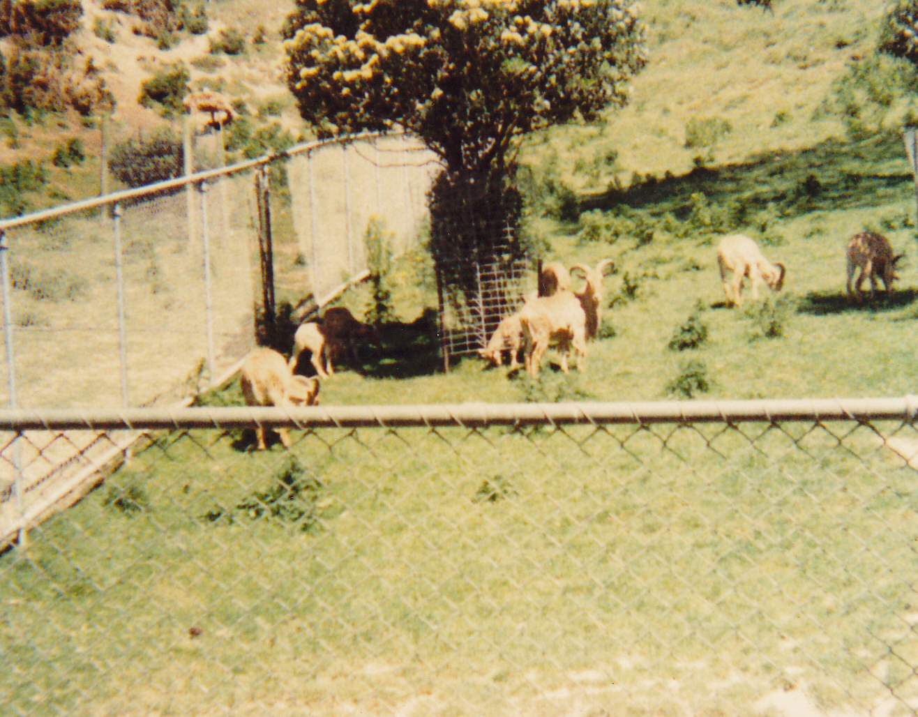 Barbary sheep or aoudad