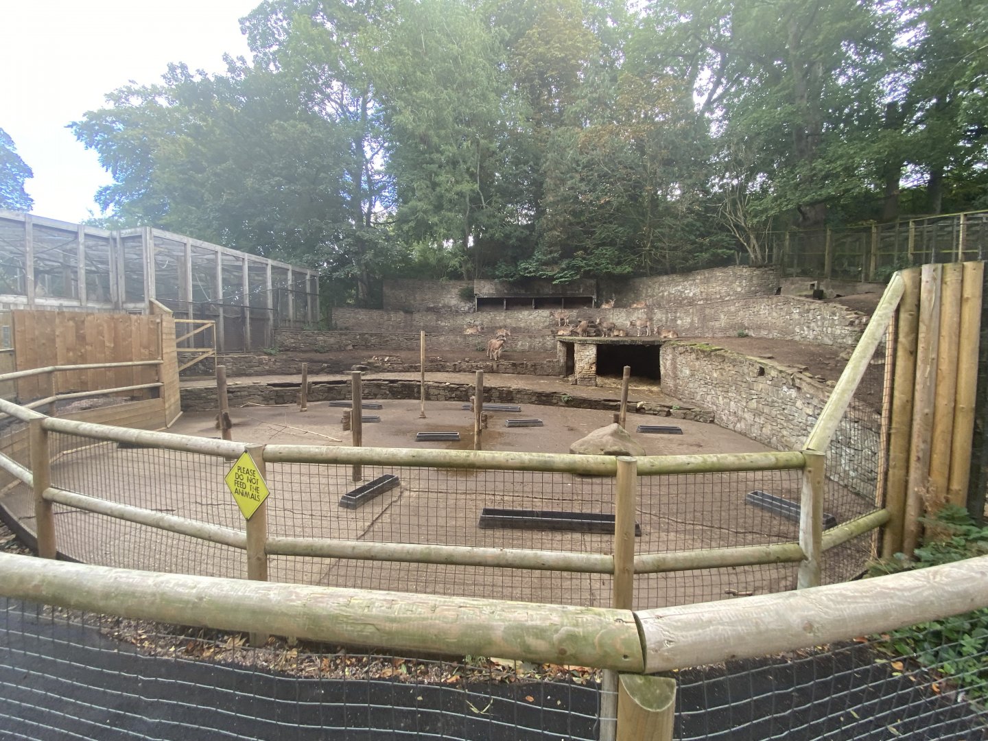 Barbary sheep paddock