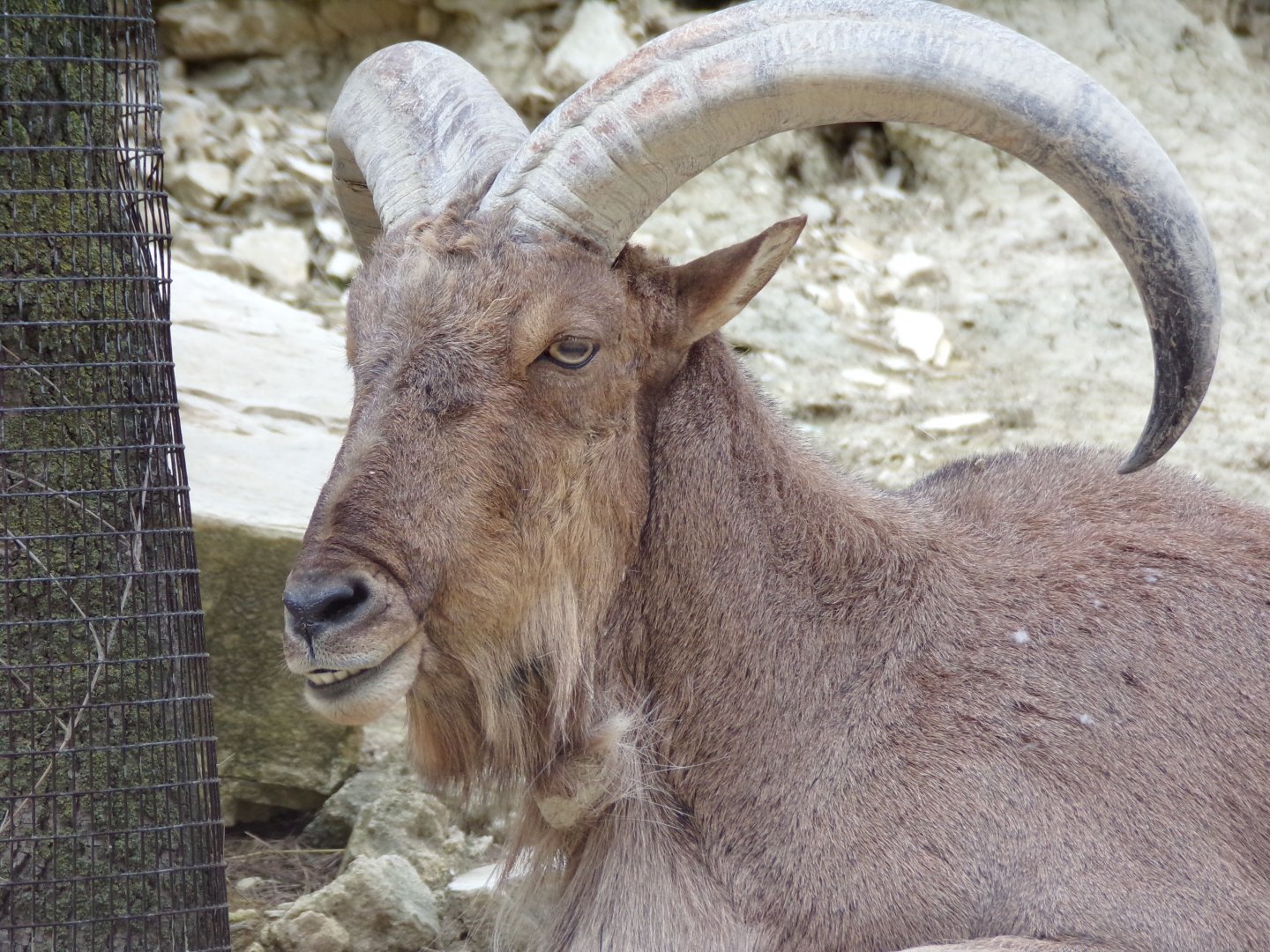 Barbary Sheep - Réserve Africaine de Sigean (2024)