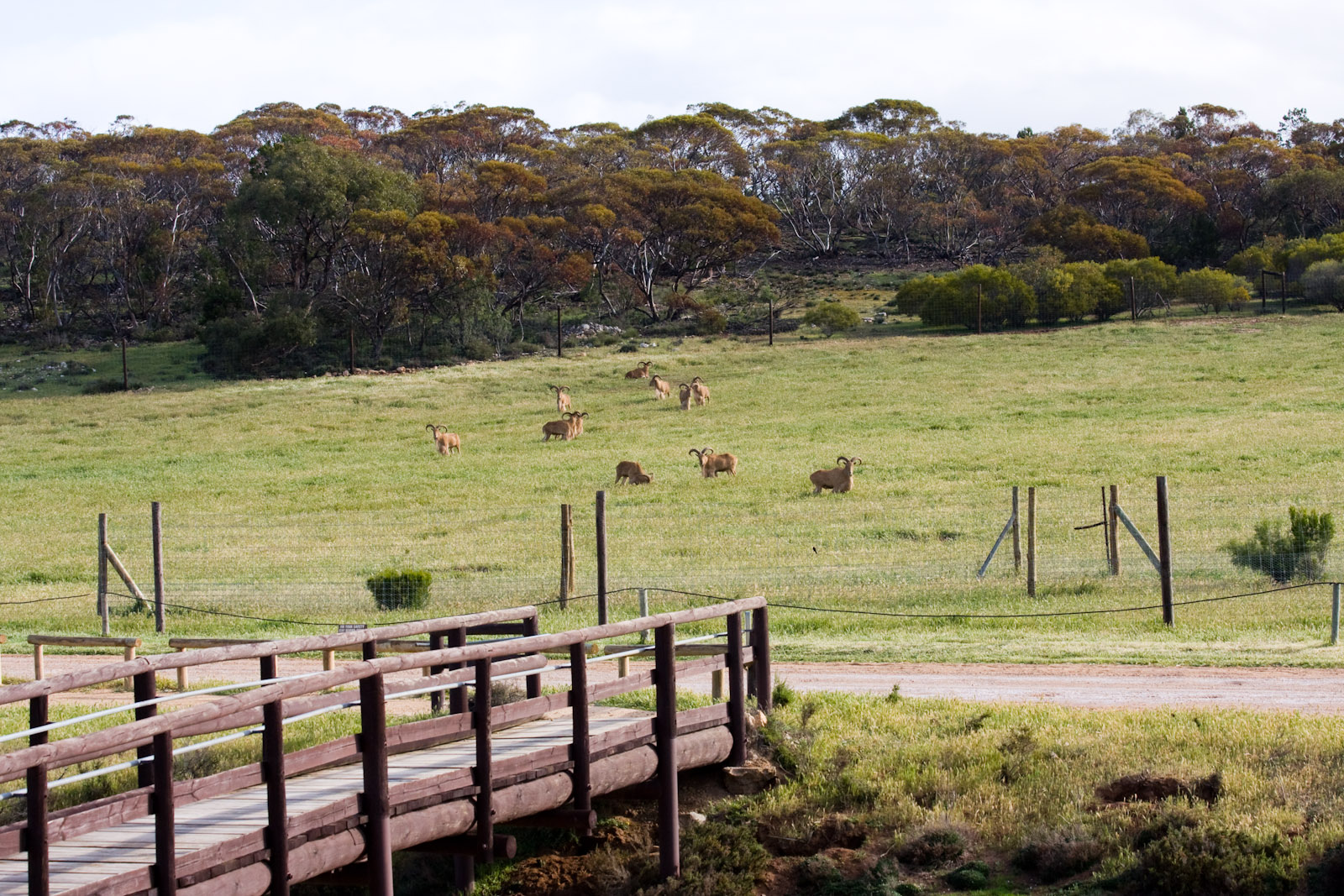 Barbary Sheep - Sep 2008