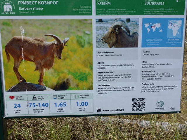 Barbary sheep sign 15.9.13