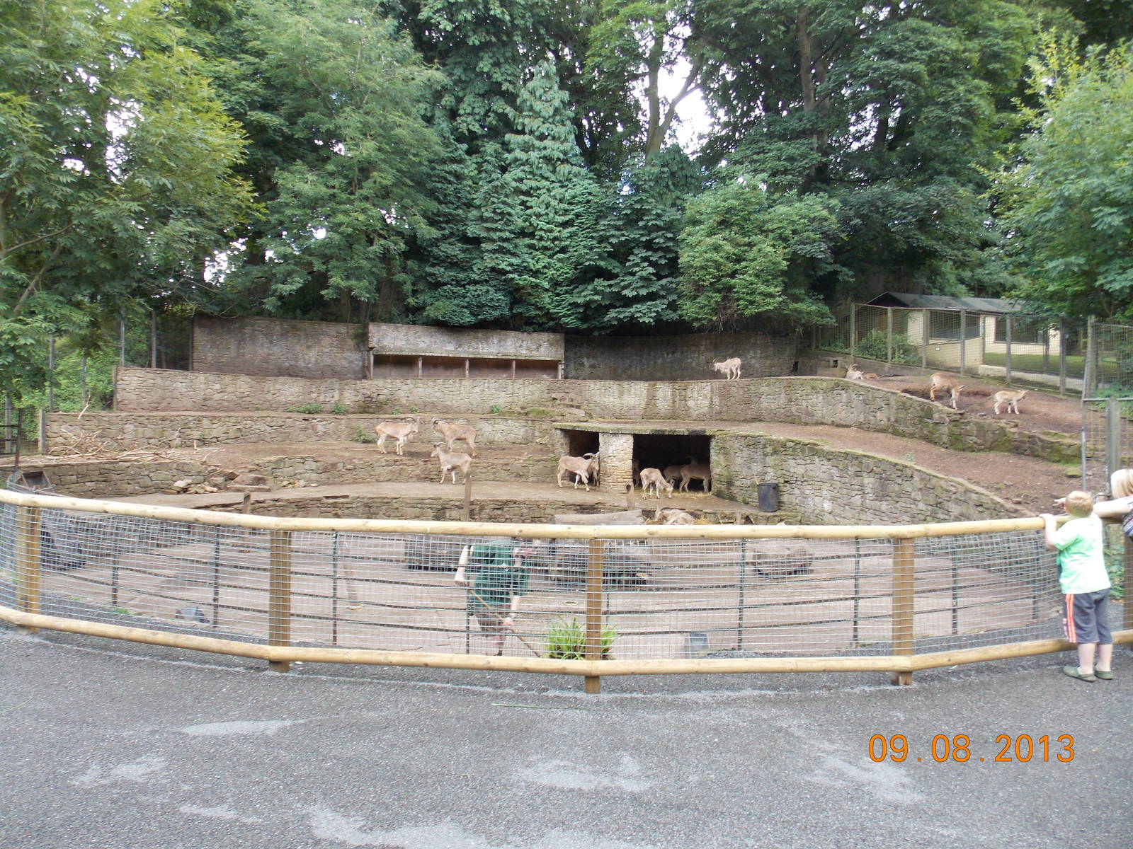 Barbary Sheep terraces