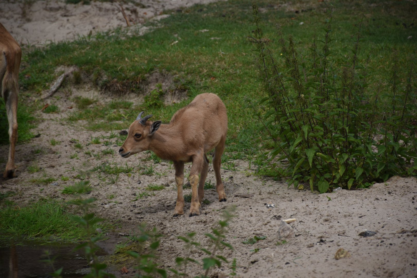 Barbary sheep - Tierpark Germendorf/Eichholz