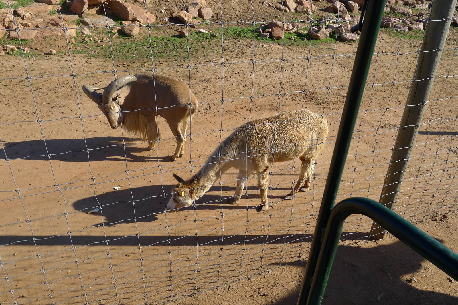 Barbary Sheep with the guard Alpaca