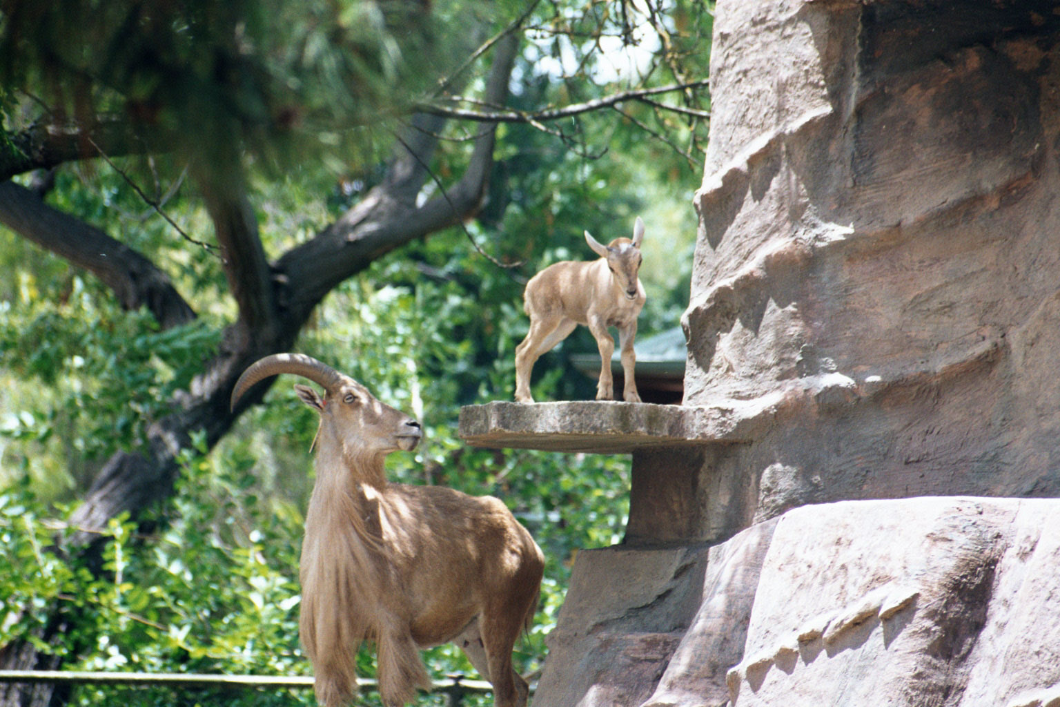Barbary Sheep with young - Jan 2003