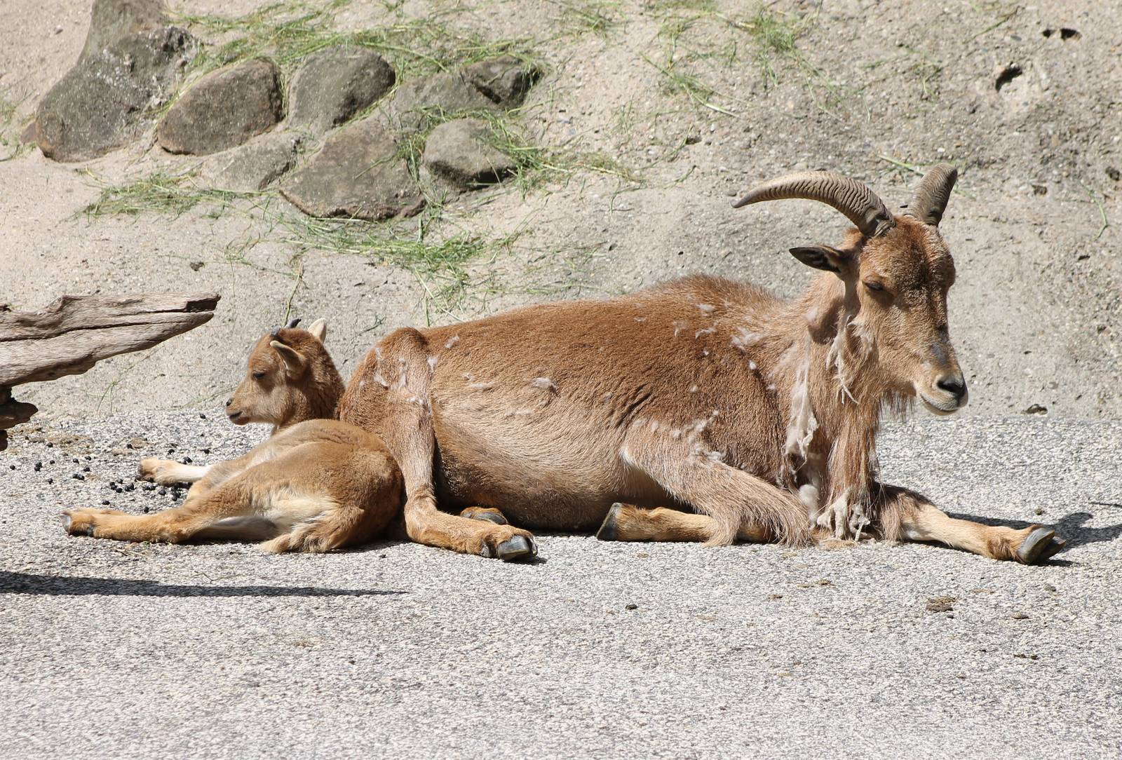 Barbary sheep with young