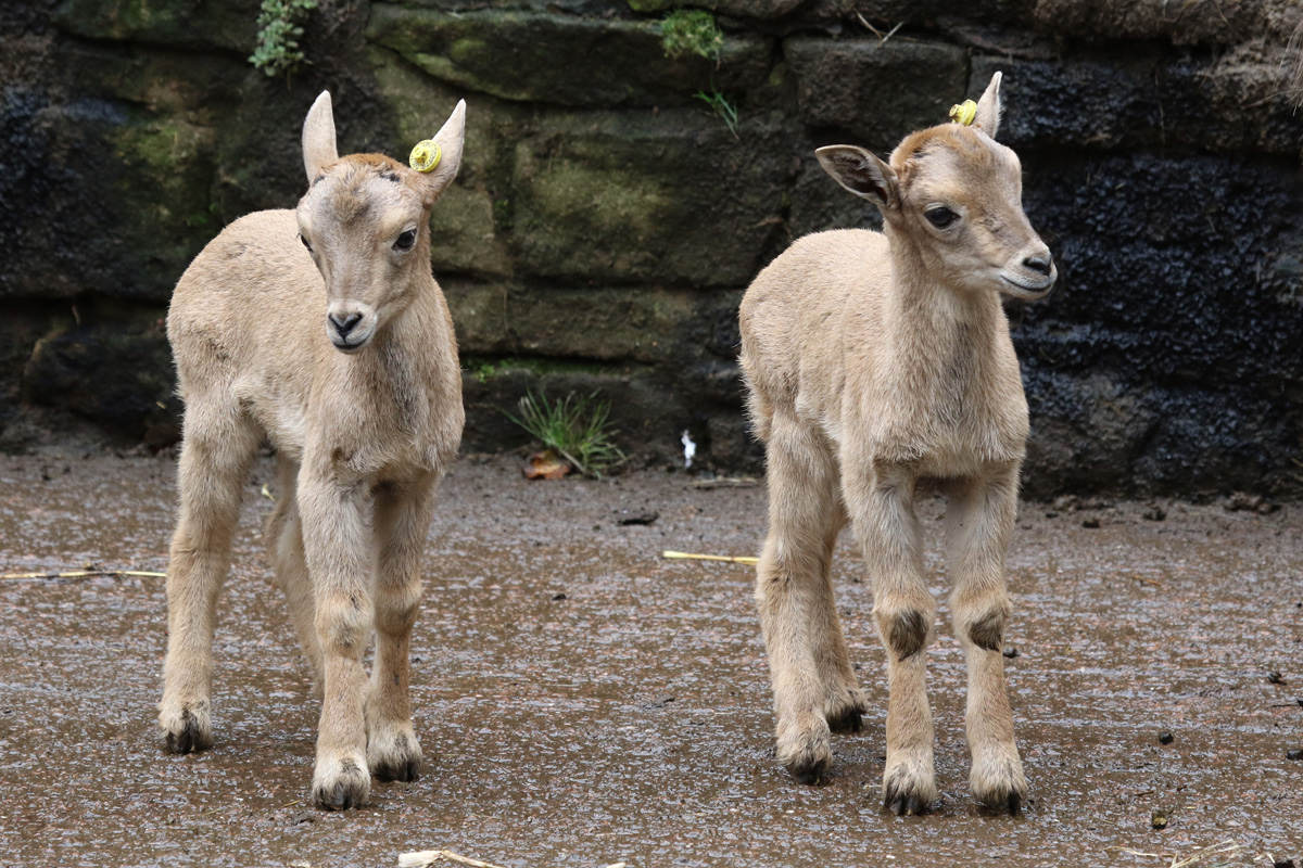 Barbary Sheep young at Dudley 28th Oct 2020