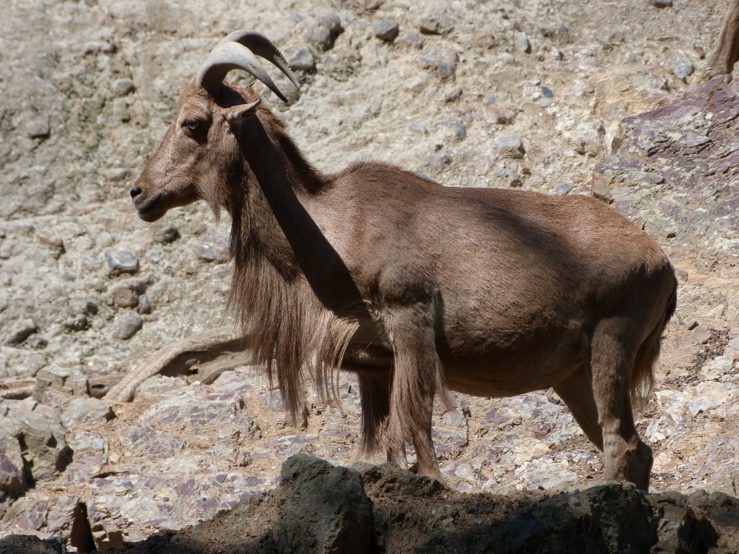 Barbary sheep -Zoo Praha (2025)
