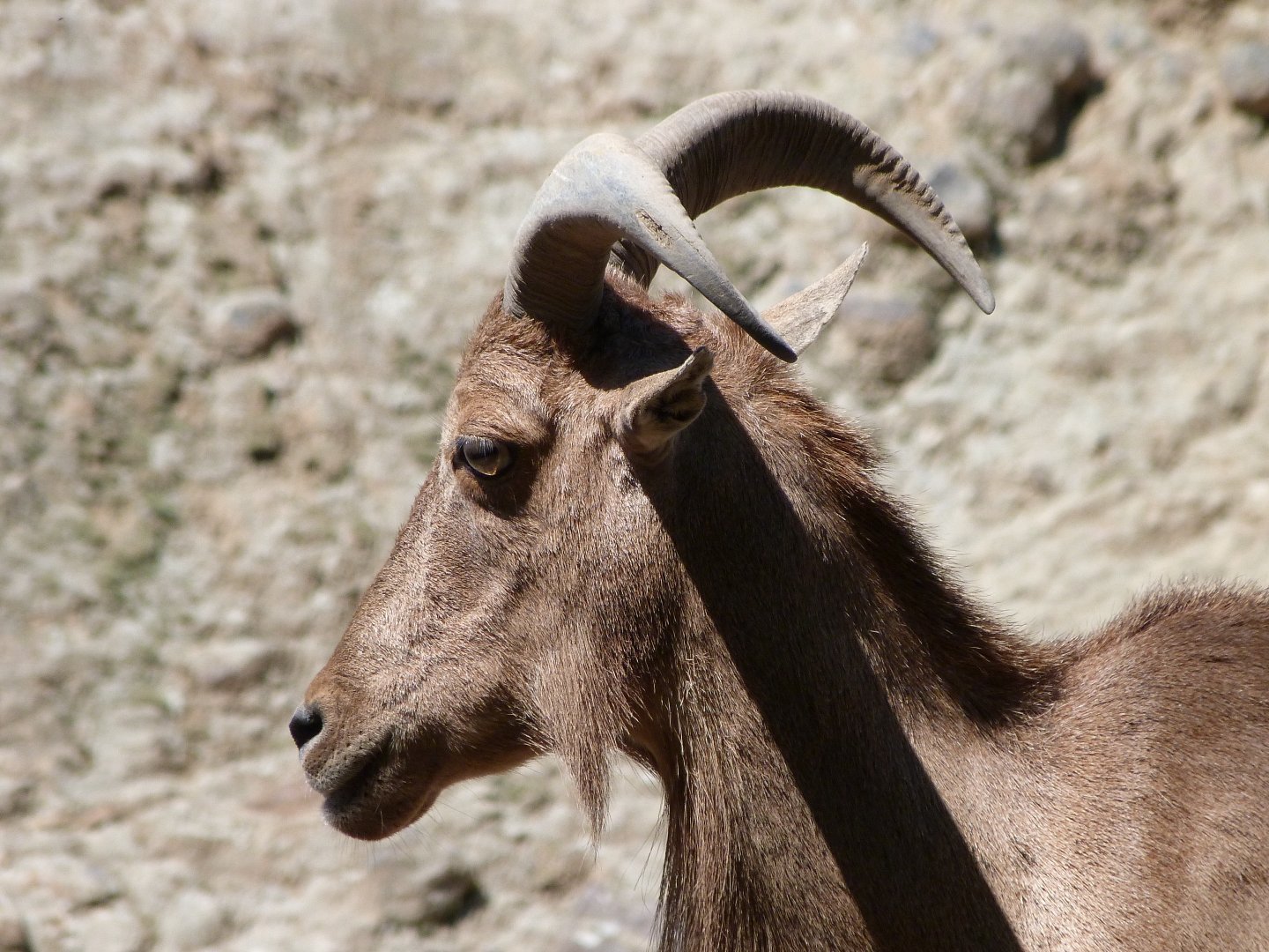 Barbary sheep -Zoo Praha (2025)