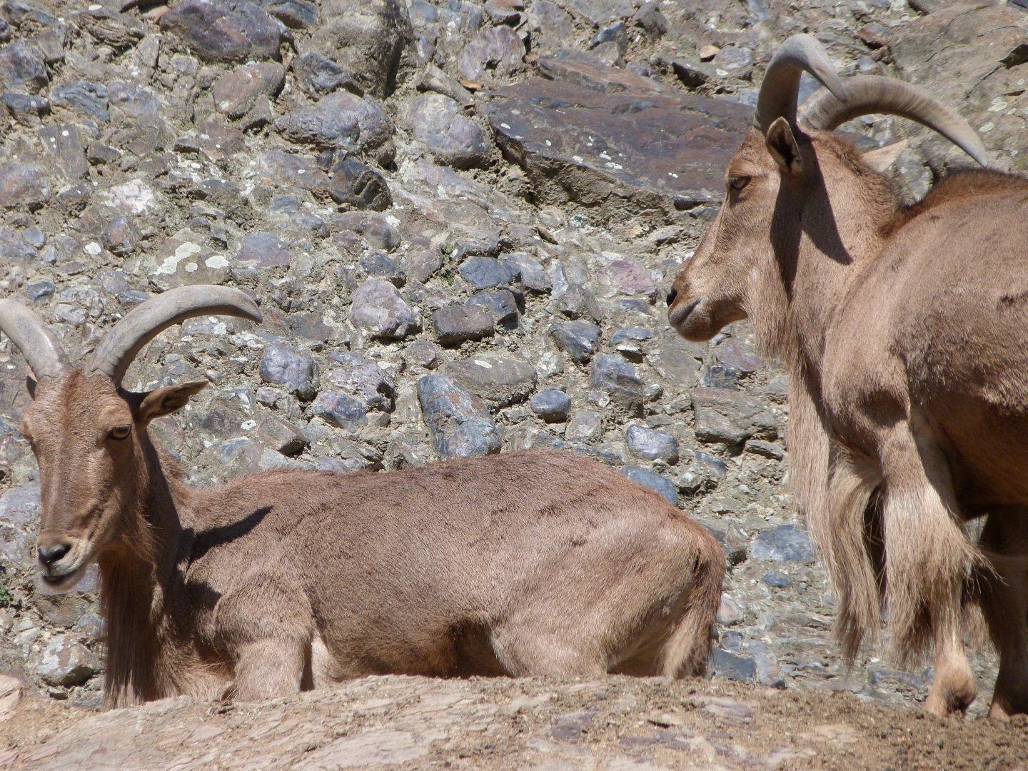 Barbary sheep -Zoo Praha (2025)