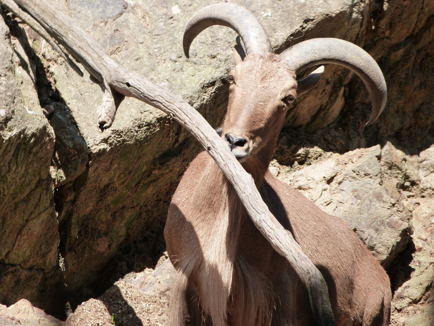 Barbary sheep -Zoo Praha (2025)