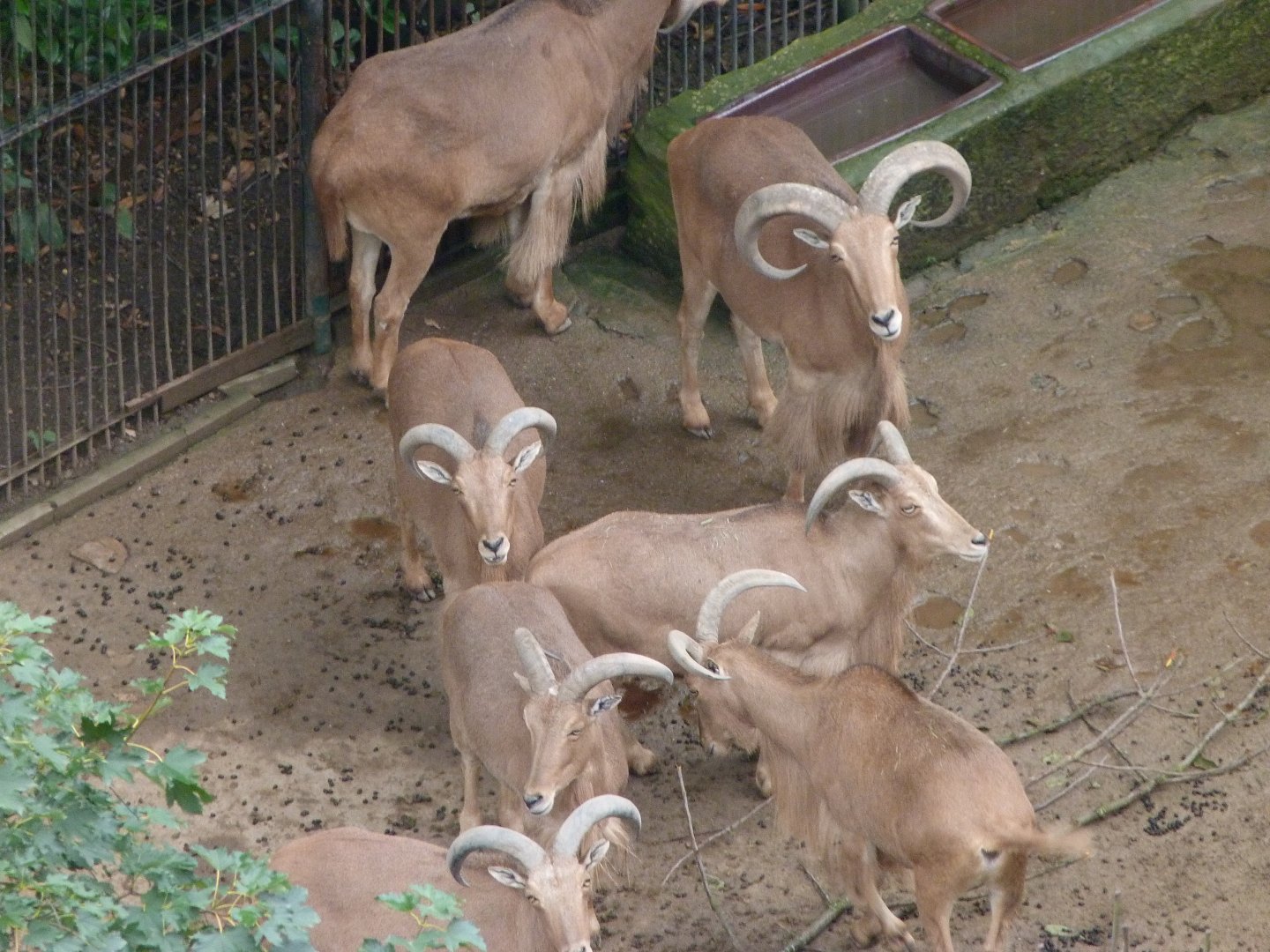 Barbary sheep -Zoo Praha (2025)