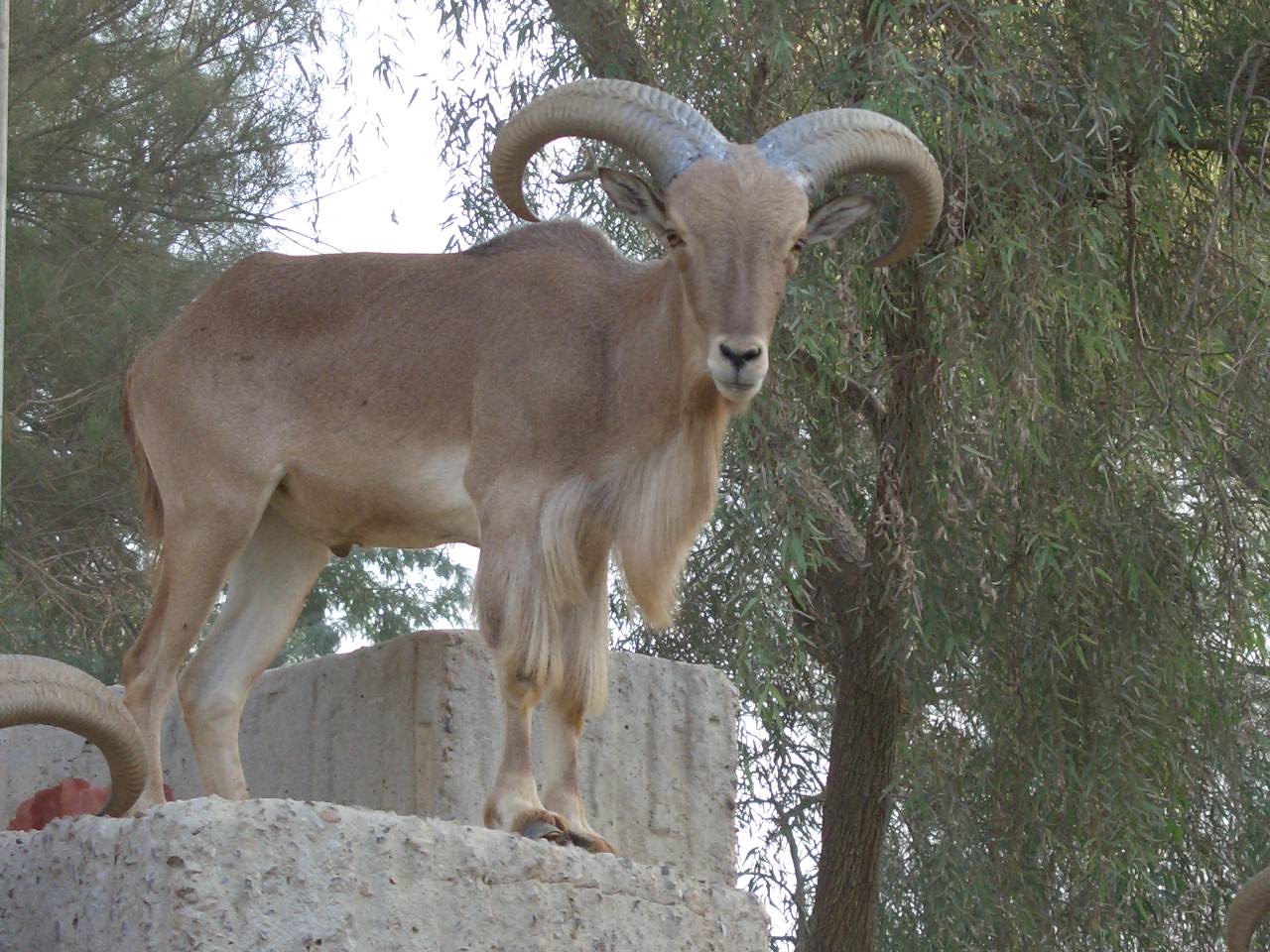 Barbary sheep