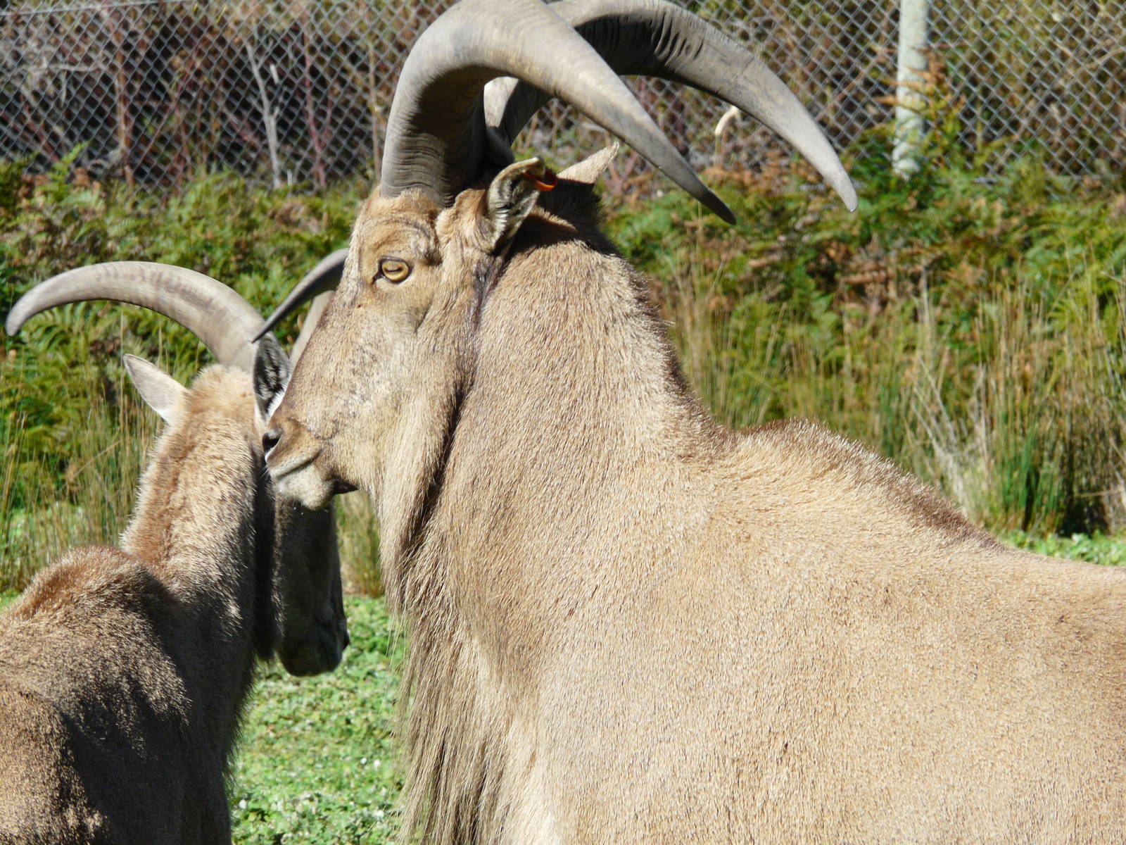 Barbary sheep
