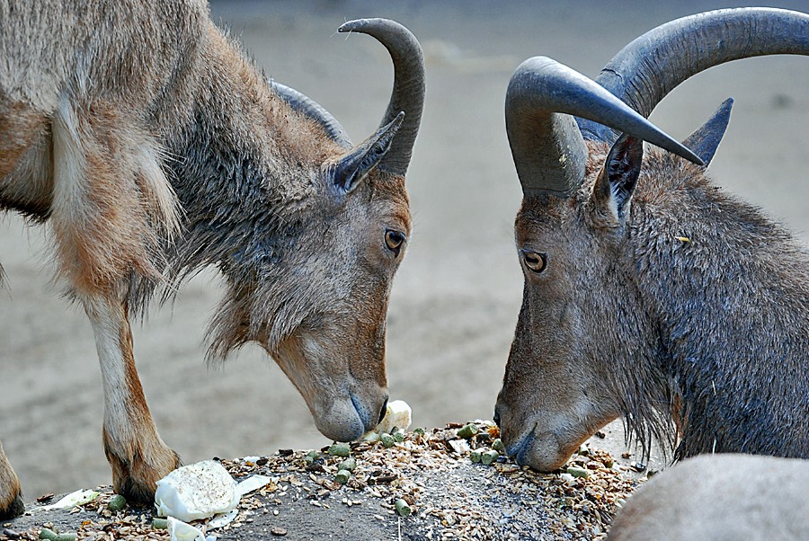 Barbary Sheep